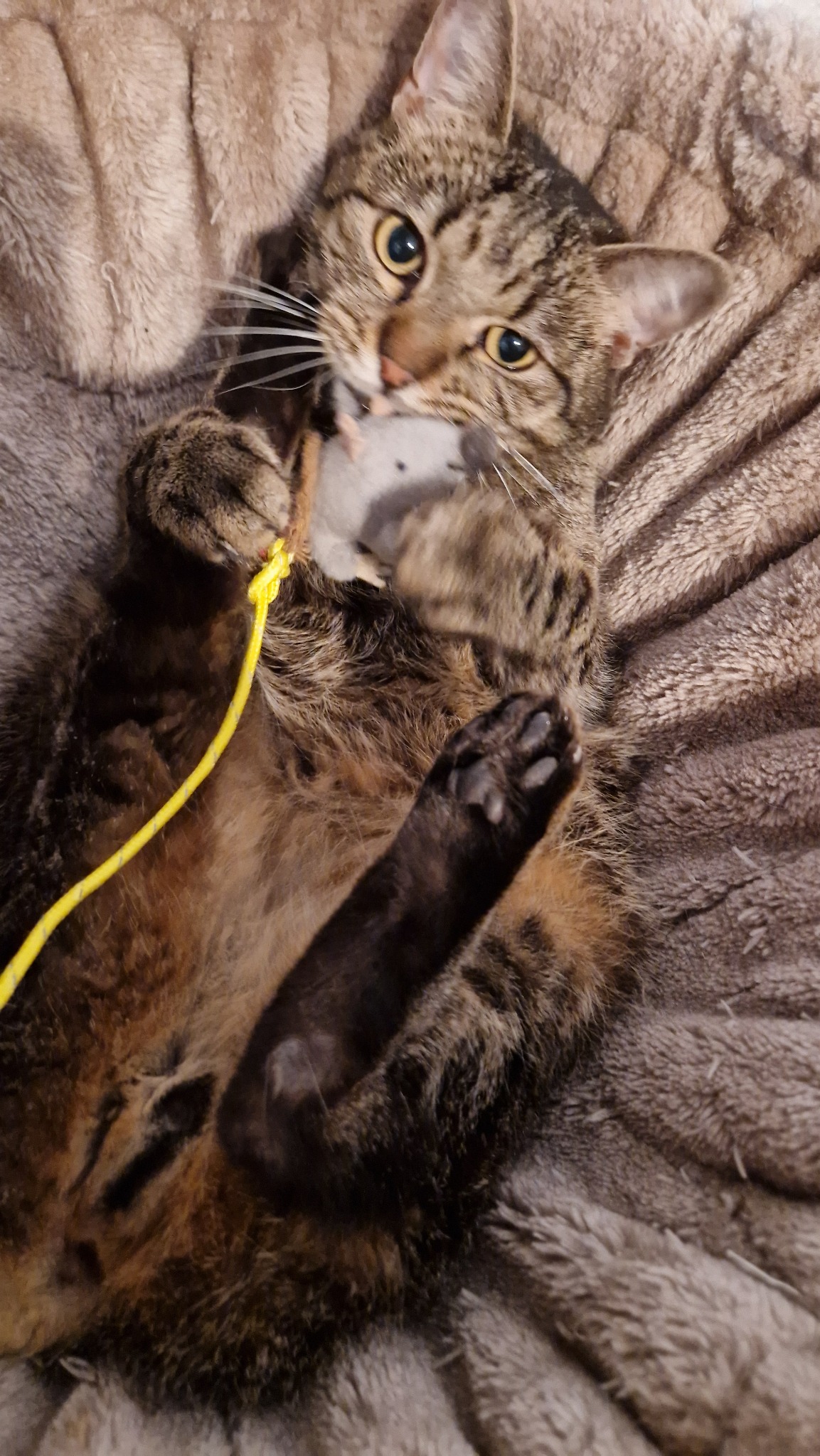Kater Knauf mit einer Spielzeugmaus
