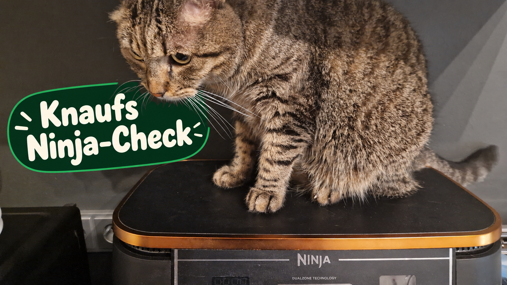 Ninja Dual Zone im Knauf-Check: Menschen glücklich, Katze enttäuscht