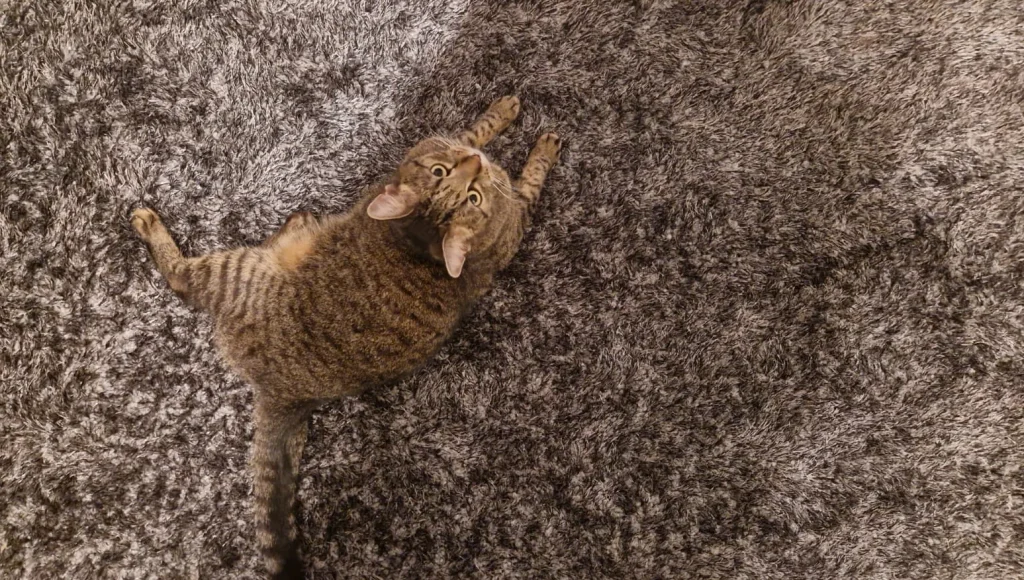 Knauf testet den weichen Feeling Hochflor Teppich